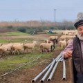 Snimak koji se gleda sa knedlom u grlu - pastir u suzama pazi stado od 450 ovaca koje sutra više neće biti živo: "Kao da nam…