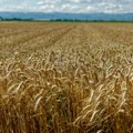 EU: kiša pomaže usevima žitarica nakon sušnog početka proleća