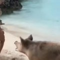 Svinja nije odolela: Pogledajte kako izgleda zadnjica žene koju je ugrizla divlja životinja na plaži (video)