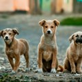 Još jedno masovno trovanje pasa u Srbiji