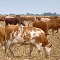 Za tri godine Crna Gora ostala bez 10.000 krava muzara: Zabeležen pad proizvodnje mleka