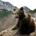Medved udavio ženu dok je pecala na reci, inspektori ga ubili
