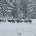 Košute kao manekenke, meštani ljuti jer im prave štetu