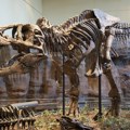 Ostaci tiranosaurus reksa koriste se za stvaranje sintetičke t-reks kože