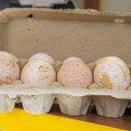 Zašto ne jedemo ćureća jaja? Farmeri koji žele da zarade, uvek pre biraju kokoške