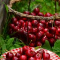 Za godinu dana voće poskupelo 22,6 odsto, „kafa, čaj i kakao“ za 27,7 odsto