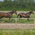 Kobila u Hrvatskoj ubila veterinara tokom intervencije