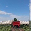 (Foto, video) U Gospođincima počela berba kornišona: Ivan Ivanov već deset godina gaji krastavce, prinos ide i do 140 tona po…