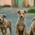 Udruženja za zaštitu životinja traže povlačenje nacrta zakona