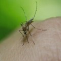 Četvrti smrtni slučaj zbog groznice Zapadnog Nila u Severnoj Makedoniji