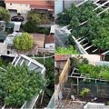 U dvorištu kuće Novom Sadu uzgajao marihuanu Pronađene biljke teške oko 60 kilograma, uhapšen osumnjičeni za trgovinu drogom…