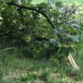 Vojvodina: Na Fruškoj gori, uništeno hiljade hektara šuma, biće potrebne godine da se obnove