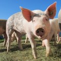 Zaustavljeno širenje afričke kuge svinja u Srbiji