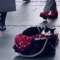 VIDEO „Bauljao je i vukao neke lance za sobom“: Drogirali mačku da bi sa njom prosili u Knez Mihailovoj ulici, objava…