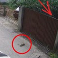 Kamere snimile užas u Borči: Skotnu komšijsku mačku prvo upucao, pa izbacio lopatom preko ograde (uznemirujući video)