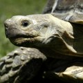 Mladi istraživači Srbije: Pokrenuta kampanja "Kornjača spornjača" u svrhu zaštite barskih kornjača na jezeru Kraljevac