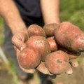 Svetski dan krompira obeležen skupom u Guči: Kako pronaći balans između ulaganja, kvaliteta i proizvodnje