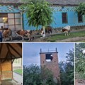Biciklom kroz vojvodinu: Alibunar (3) Drvo izniklo međ šinama kojima vozovi više ne jure ka Samošu