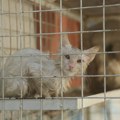 Optužen zbog držanja više od 100 mačaka u neadekvatnim uslovima
