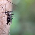 Jednostavno i efikasno rešenje protiv komaraca Ko bi rekao da se od najezde opasnih i dosadnih insekata mogu koristiti kutije…