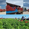 (Foto) Rodilo kao nikad: Petrovačka paprika obara rekorde, lideri u Srbiji bolja je od one iz Kine, Španije, Francuske…