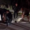 Policajci jedva uklonili aligatora dugog preko četiri metra sa auto-puta
