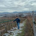 Hladna zima pogoduje voćnjacima i vinogradima