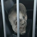 Policija uhapsila svinju zbog "provale u kuću": Kad su shvatili zašto je ušla unutra, nije im bilo dobro od smeha