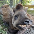 FOTO, VIDEO Bili veoma bliski: Tapir i kapibara uspavani istog dana