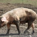 Ministarstvo: Obezbeđeno 250.000 litara dezinfekcionih sredstava za suzbijanje bolesti životinja