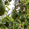 Avokado svakog dana „menja pol“, a naučnici su konačno otkrili kako