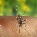 Vrirus Zapadnog Nila potvrđen u Beogradu: Zaraženi komarac detektovan u ovom naselju