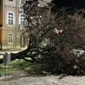 U Smederevu Nevreme čupalo drveće: Olujni vetar nosio sve pred sobom, nema povređenih