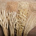 Pala cena i pšenice i kukuruza: Objavljen nedeljni izveštaj sa Produktne berze