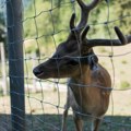 Bura na društvenim mrežama zbog fotografije mršavog jelena, direktor Zoo vrta tvrdi da je životinja u dobrom stanju