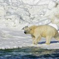 Naučnici u šoku novim otkrićem Stavili kamere na polarne medvede i zabeležili ovo (video)