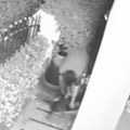 Jeziv napad u sred bela dana Piton ščepao mačku, počeo da joj lomi kosti – a onda je usledio filmski preokret! (video)