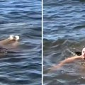 Ogromno stvorenje ispod plivačice zbunilo internet: Snimak izazvao lavinu koja je ova nepoznata životinja