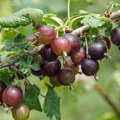Voćka koja spaja nemoguće: Da li je josta "zlatna koka" srpskih voćnjaka ili samo hobi za baštovane?