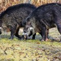 Ministarstvo: Nove instrukcije za sprečavanje širenja afričke kuge svinja