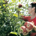 Sezonski radnik na evidenciji nezaposlenih i dok bere voće