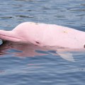 Montaža ili stvarnost? Ceo internet priča o ružičastom delfinu iz Severne Karoline