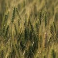 Sije se sve manje pšenice, tržište zatrpano ukrajinskom pšenicom