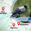 Ne gledajte ih i ne snimajte, ako grakću, pazite se - kreću u napad! Vrane su sada najagresivnije, a na ovim lokacijama u…