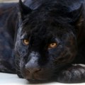 Zver u bekstvu: Vanredno stanje, crni leopard teroriše okolinu već 5 dana