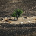(VIDEO) Simbol nade - kako su krave sačuvale drvo od požara u Španiji?