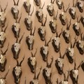 Покрајина за развој ловства у Војводини издвојила 104,1 милион динара - уручени уговори