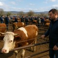 Министарство пољопривреде: Поново дозвољен рад сточној пијаци у Ристовцу