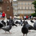 Krakov će gradskim golubovima davati sredstvo za kontracepciju