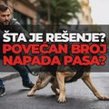 Sve više napada pasa lutalica u Zrenjaninu: Građani u strahu, nadležni ćute – šta se čeka? Napadi pasa u Zrenjaninu